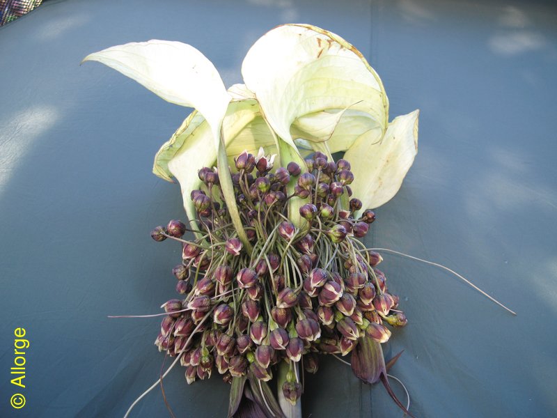 Dioscoreaceae, Tacca artocarpifolia